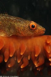 Whip coral goby. Picture taken on the second reef off Neg... by Anouk Houben 